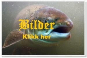 Lenke til Flicr